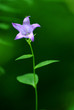 Canterbury bellflower (Campanula latifolia)