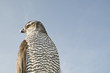 Peregrine falcon