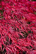 Japanese maple leaves