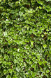 ivy