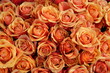 Orange-gelbe Rosen