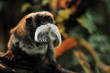 cute emperor tamarin