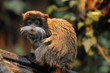cute emperor tamarin cute emperor tamarin