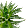 Aloe Aloe
