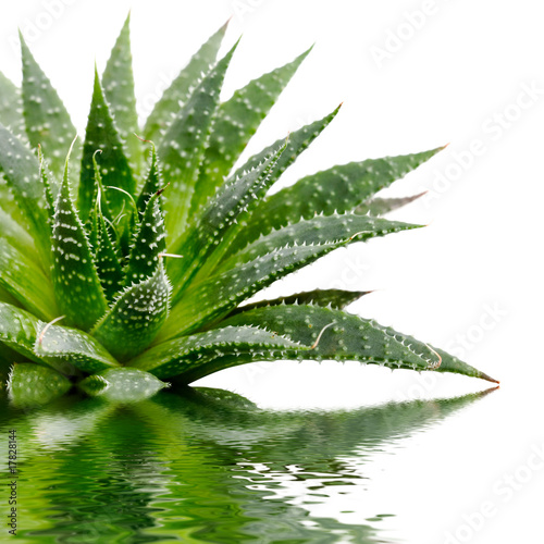 Photo: Aloe Aloe