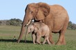 African Elephant Baby and Mom African Elephant Baby and Mom