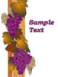 background with grape