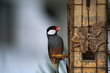 Java Sparrow