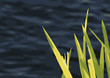 Schilf mit Wasser