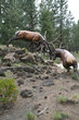 Elk stags fighting