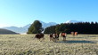 kühe auf der alm in bayern
