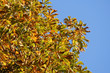 herbst