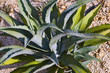 france,charente maritime,saintes,quartier saint-eutrope : plante france,charente maritime,saintes,quartier saint-eutrope : plante
