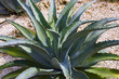 france,charente maritime,saintes,quartier saint-eutrope : plante france,charente maritime,saintes,quartier saint-eutrope : plante