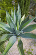 france,charente maritime,saintes,quartier saint-eutrope : plante france,charente maritime,saintes,quartier saint-eutrope : plante