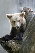 Grizzly bear on a tree