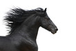 Photo: Portrait of galloping frisian horse on white background Portrait of galloping frisian horse on white background