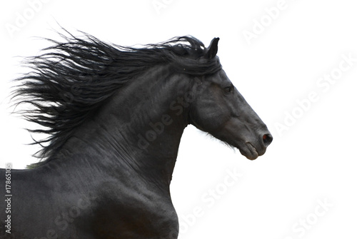 Photo: Portrait of galloping frisian horse on white background Portrait of galloping frisian horse on white background