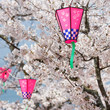 Pink Lanterns On Cherry Blossom Trees Pink Lanterns On Cherry Blossom Trees