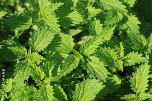 Photo: Stinging nettles background Stinging nettles background