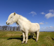 Single white Dartmoor Pony