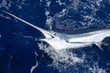 Beautiful white marlin real billfish sport fishing Beautiful white marlin real billfish sport fishing