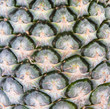 Pineapple bark