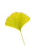 Gingko