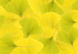 Gingko