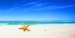 Starfish on a beach