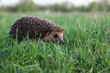 Hedgehog (Erinaceus europaeus)