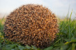 Hedgehog (Erinaceus europaeus)