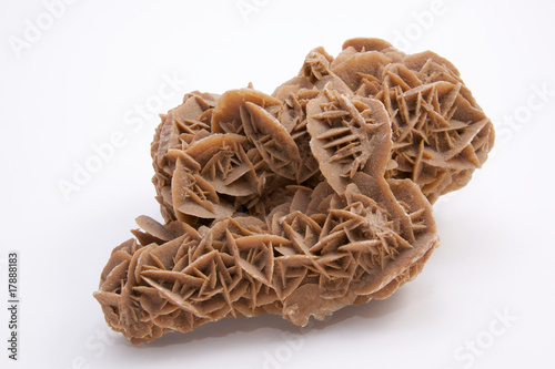 Photo: Big piece of a dessert rose, in front of a white background. Big piece of a dessert rose, in front of a white background.