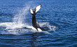 Whale.