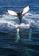 Whale tail.