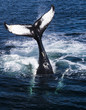 Whale tail.