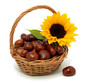 Chestnuts and sunflower in the basket