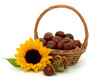 Sunflower and chestnuts in the basket