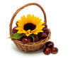 Sunflower with chestnuts in the basket