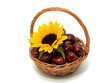 Sunflower with chestnuts in the basket