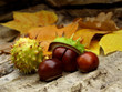 Chestnuts
