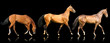 three akhal-teke horses isolated on black