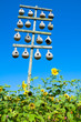 A stand of gourd birdhouses for nesting purple martins
