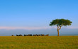 Wildebeest Wildebeest