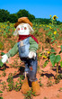 Scarecrow in sunflower field