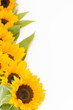 sunflowers
