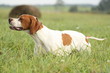 English Pointer English Pointer