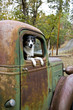 Dog in an Old Truck