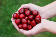 Cherries and hand