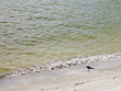 Seagull walking on the beach 19